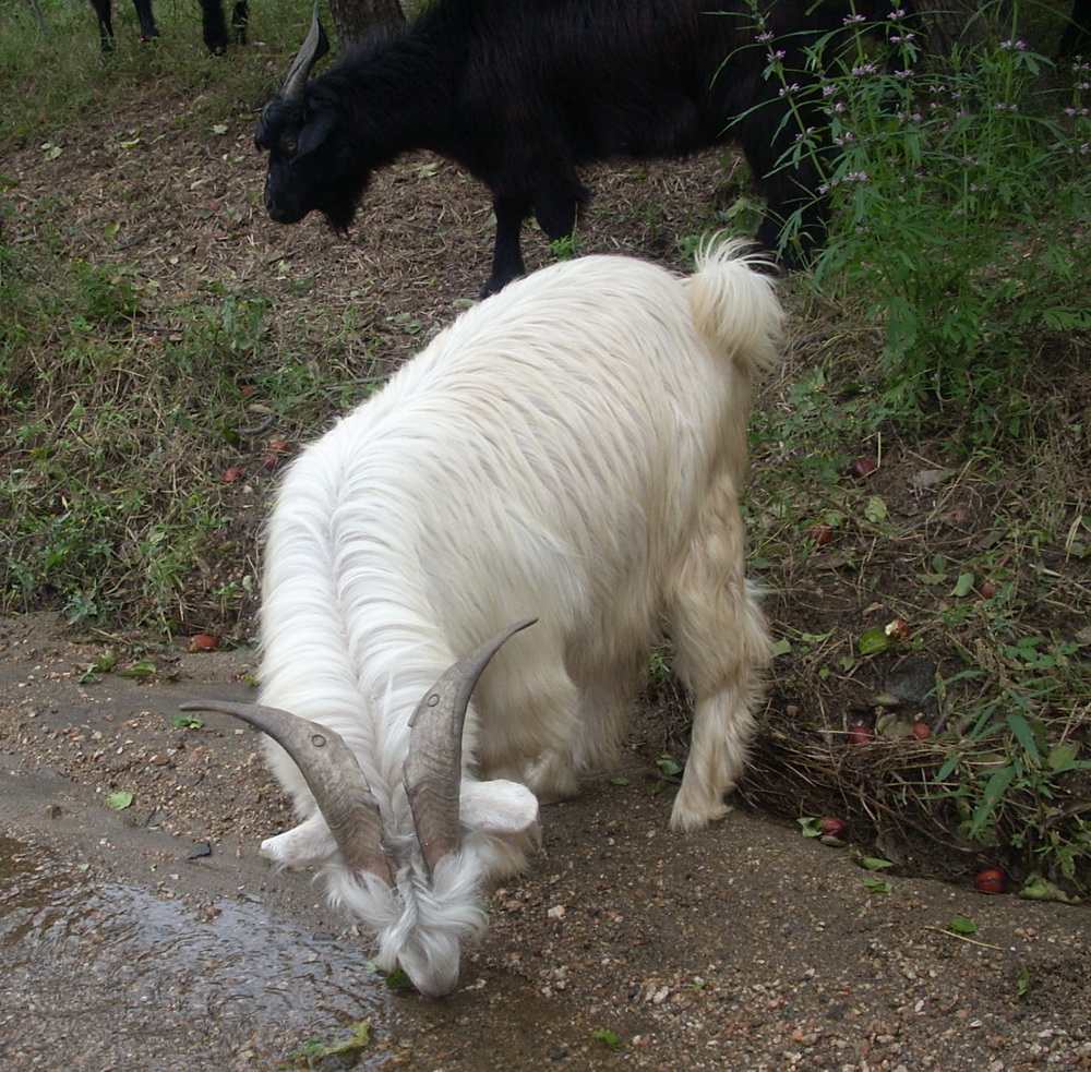  p>枣香羊,又称河北阜平枣香羊,是太行山山羊的一个亚种,产自河北省
