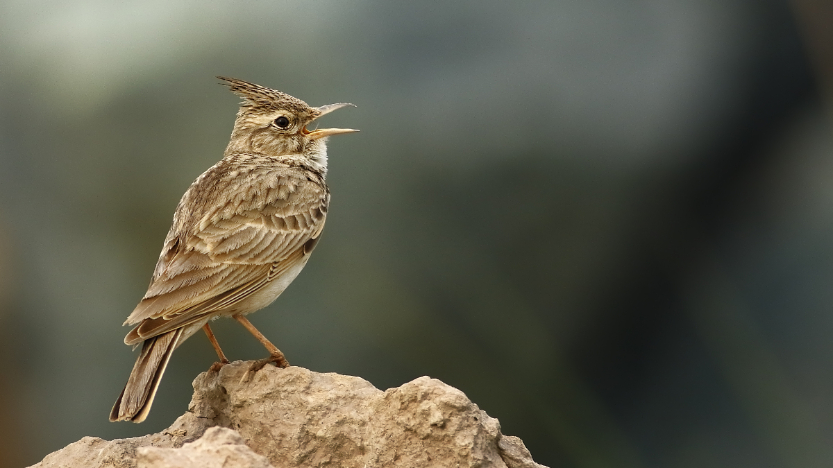 target="_blank" href="/item/百灵科/2755651" d