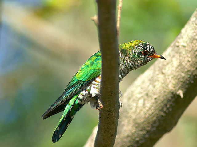 chrysococcyx maculatus