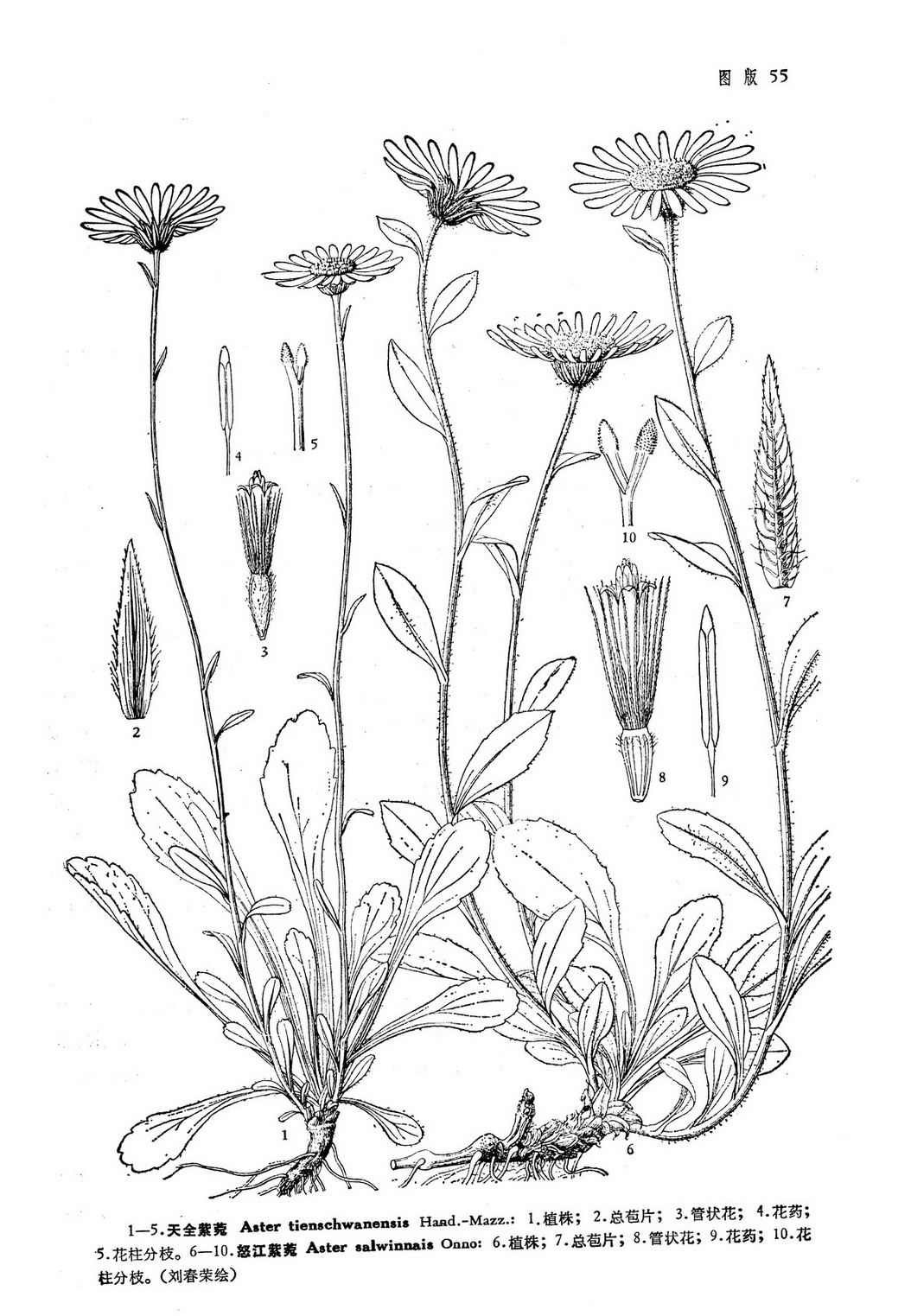 菊科 /a> compositae  a target="_blank" href="/item/管状花亚科