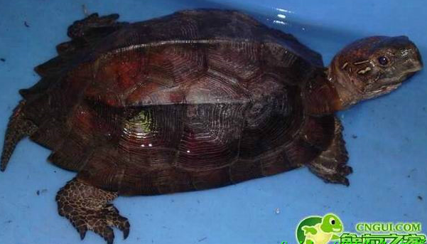  p>国龟是指所有生活在华夏大地上的 a target="