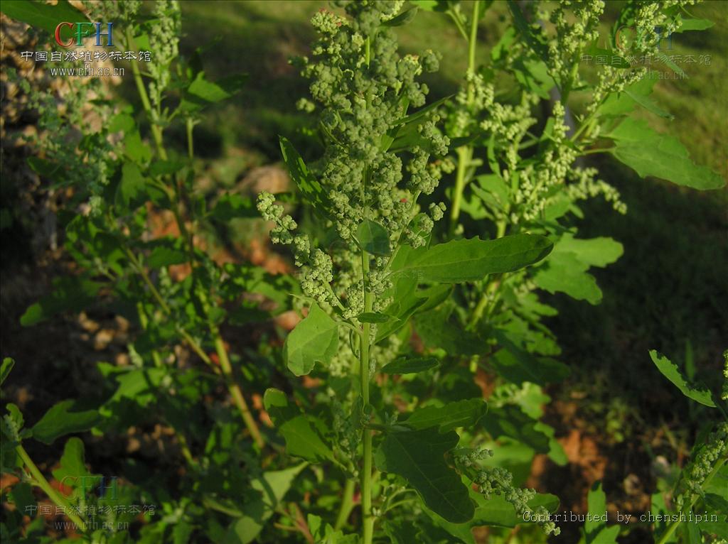  p>小藜,是 a href="#" data-lemmaid="269695