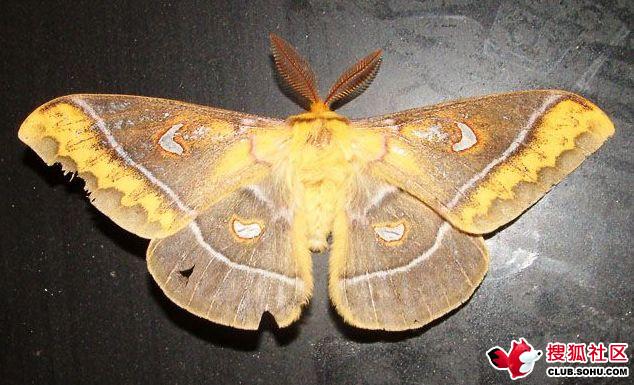 曲线透目天蚕蛾