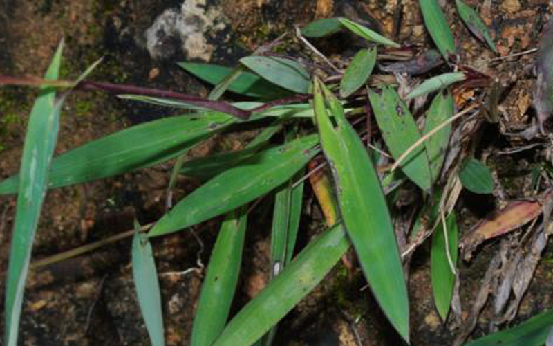  p>箭叶大油芒(学名: i>spodiopogon sagittifolius /i>  rendle)是