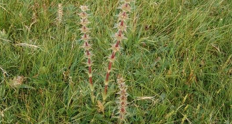  p>青海刺参(学名:morina kokonorica hao) a href="#" data-lemmaid=