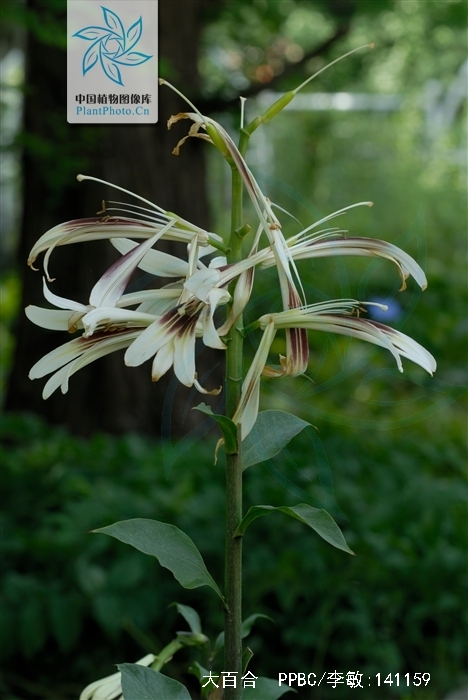  p>大百合(拉丁学名: i>cardiocrinum giganteum /i>(wall.