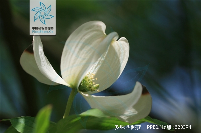  p>多脉四照花是(学名: i>dendrobenthamia multinervosa /i> (pojark