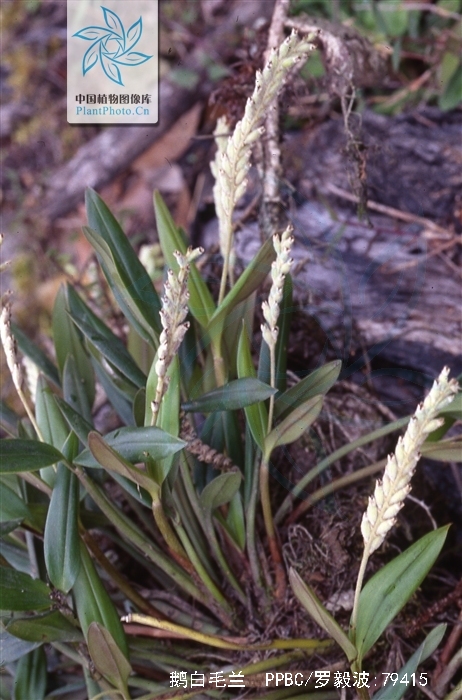  p>鹅白毛兰(学名: i>eria stricta /i> lindl.