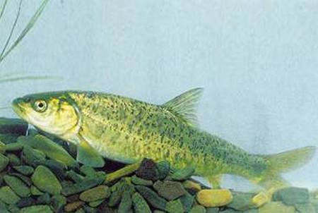  p>学名:racoma ninglangensis为鲤科弓鱼属的鱼类,俗名白砸嘴,是中国