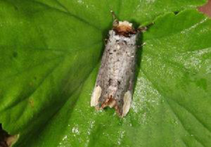  p>榆掌舟蛾( i>phalera takasagoensis /i>&nbsp;matsumura,1919