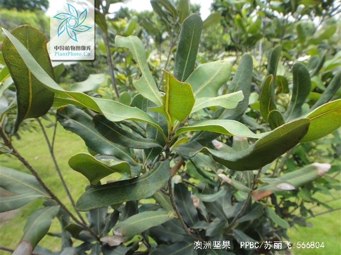 macadamia ternifolia f. muell.