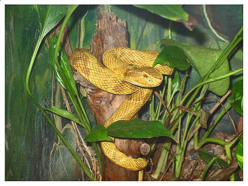 data-lemmaid="8284995">矛头蝮 /a>一样是南美洲著名的剧毒蛇类,但