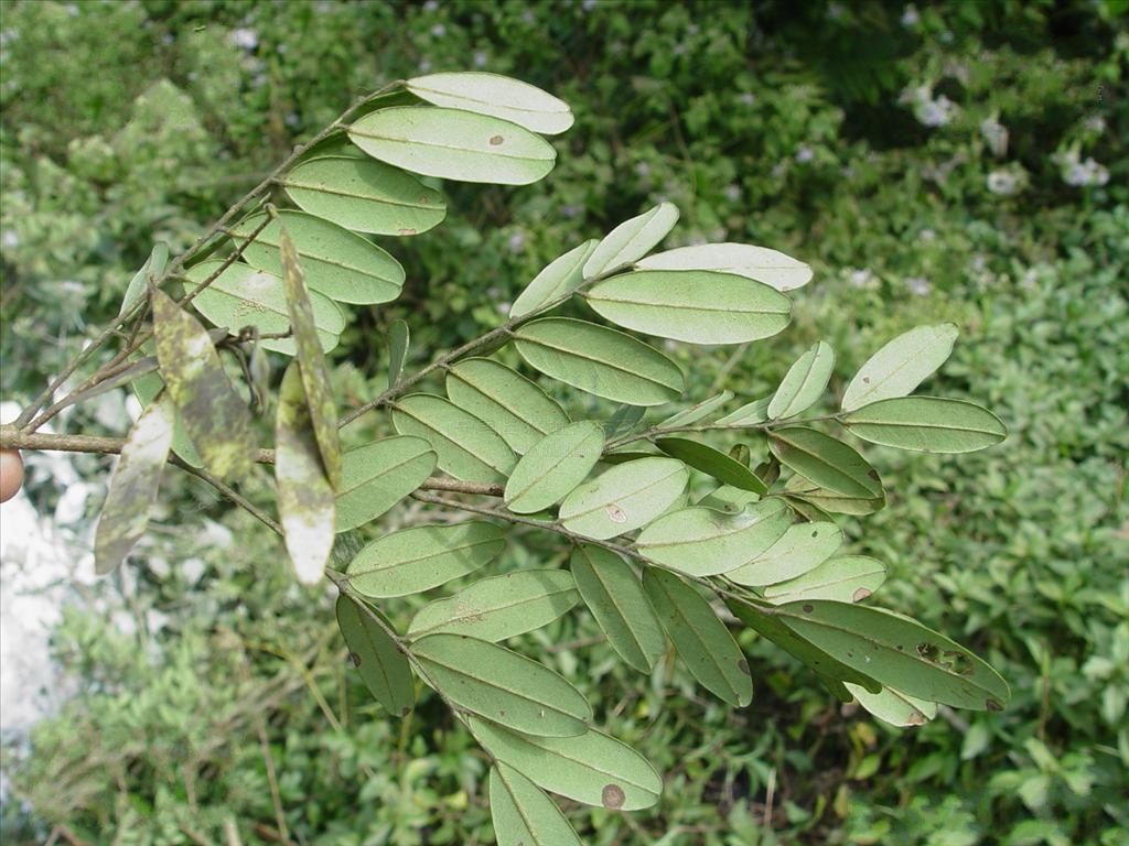  p>黑黄檀(学名: i>dalbergia fusca /i> pierre)是豆科,黄檀属的高大