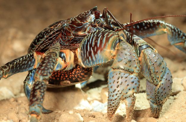 coconut crab
