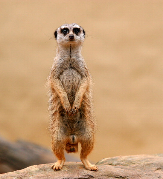 獴是蛇的天敌,它们不仅有