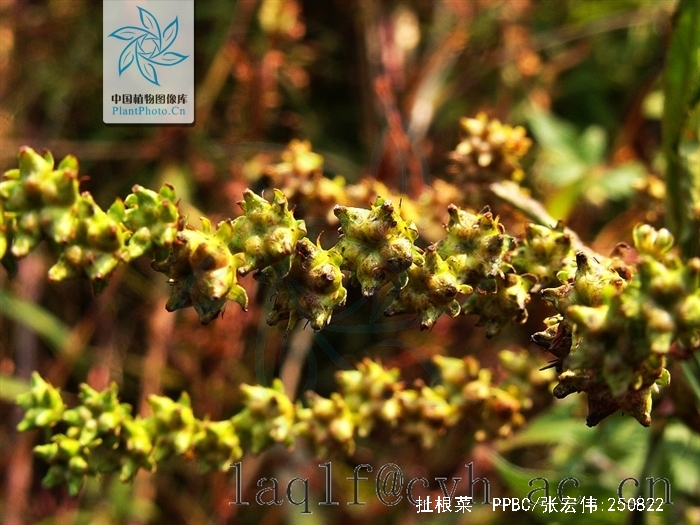  p>扯根菜(学名: i>penthorum chinense /i> pursh)是指虎耳草科扯根