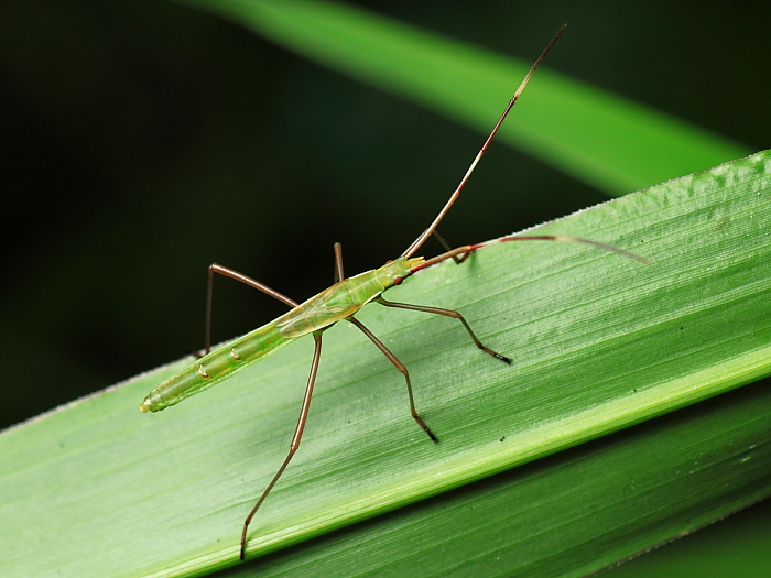  p>半翅目,缘蝽科.寄主于龙眼,荔枝等.