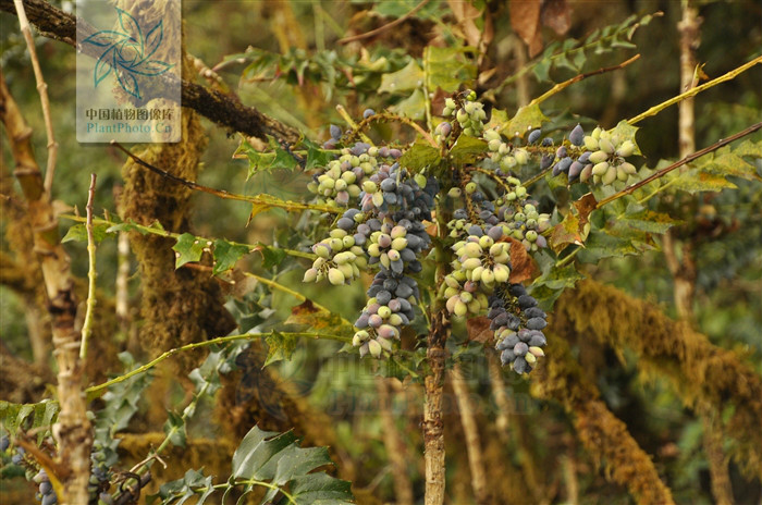 阿里山十大功劳