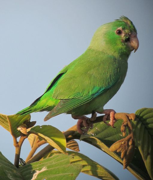  p>眼镜鹦哥(学名:forpus conspicillatus)是一种小鹦鹉,体羽主要是