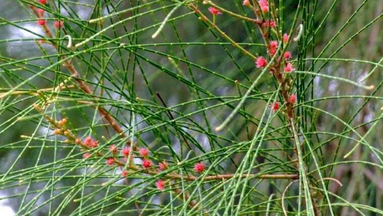  p>木麻黄属(学名:casuarina adans)属于 a href="#" data-lemmaid="