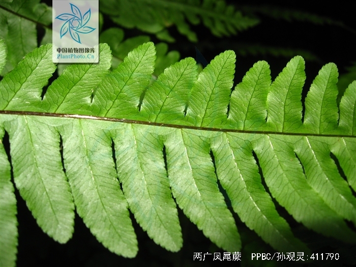  p>两广凤尾蕨(学名:pteris maclurei ching)是凤尾蕨科凤尾蕨属植物