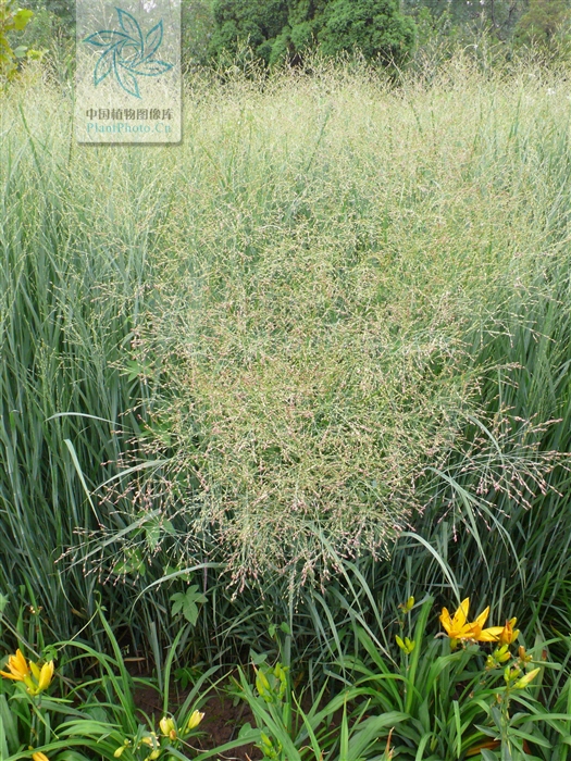  p>柳枝稷( i>panicum virgatum  /i>l i>. /i>)禾本科多年生草本.