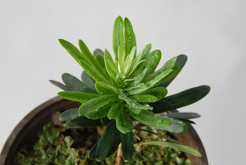  p>大理罗汉松(学名: i>podocarpus forrestii  /i>craib et w. w.