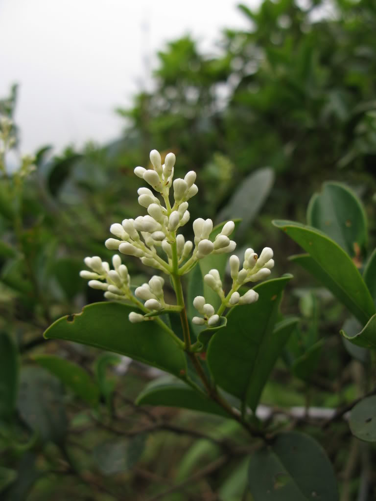  p>女贞(学名:ligustrum lucidum)为木犀科 a target="_blank" href="