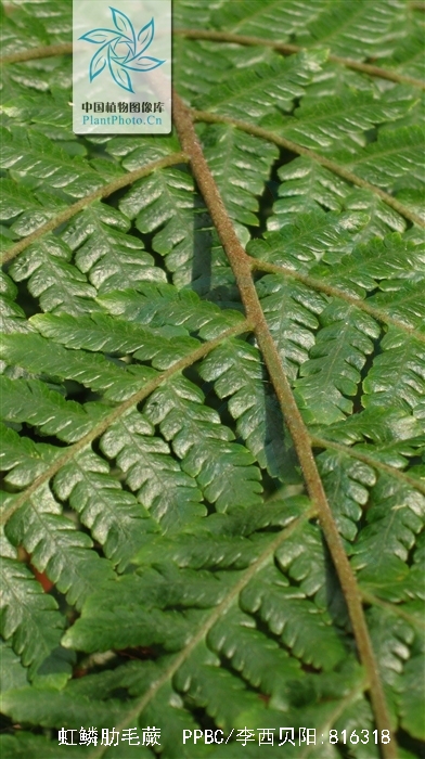 ctenitis rhodolepis (clarke) ching