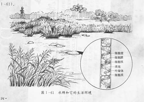水绵图片