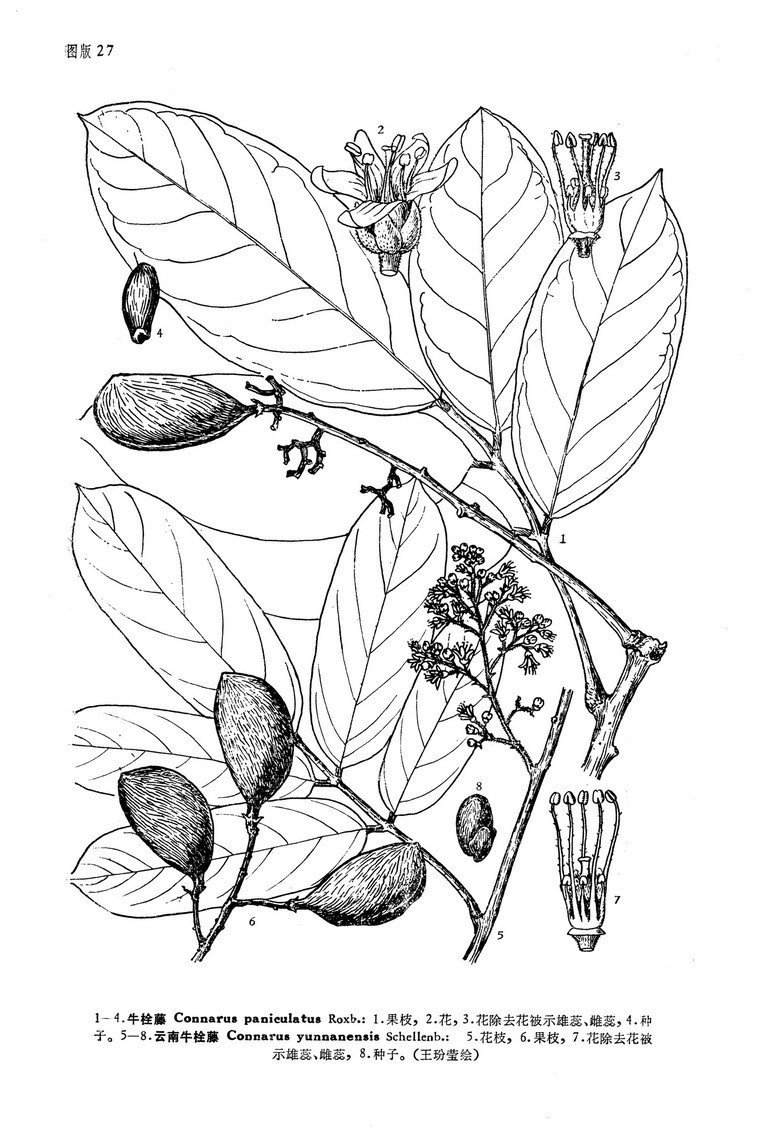  p>栗豆藤(学名:agelaea trinervis (llanos) merr.