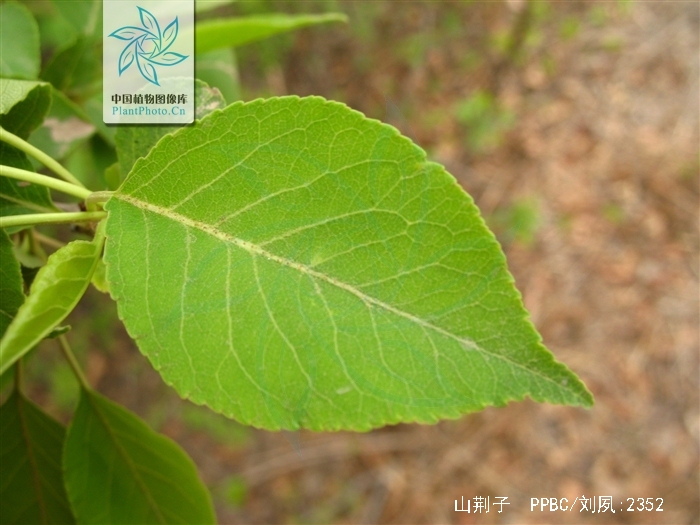  p>山荆子(学名: i>malus baccata  /i>(l.) borkh.