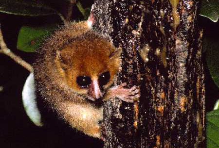  p data-id="gnbqyopdpq">鼠狐猴(学名: i>cheirogaleus major /i>)