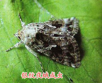 淡银纹夜蛾