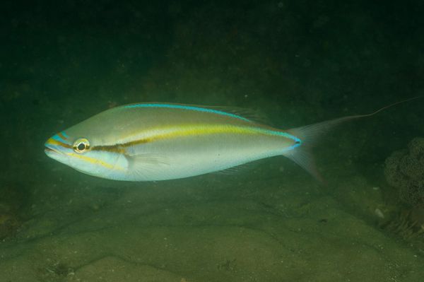  p>长尾锥齿鲷 /p> p>拉丁学名:pentapodus paradiseus /p> p>英文名