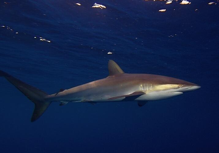 镰形真鲨