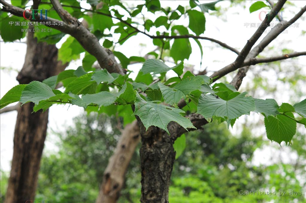  p>裂叶榆(学名: i>ulmus laciniata /i> (trautv.) mayr.