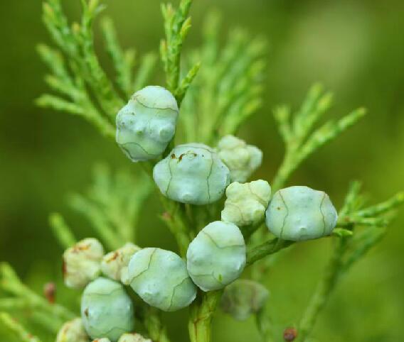  p>兴安圆柏(学名: i>sabina davurica /i> (pall.