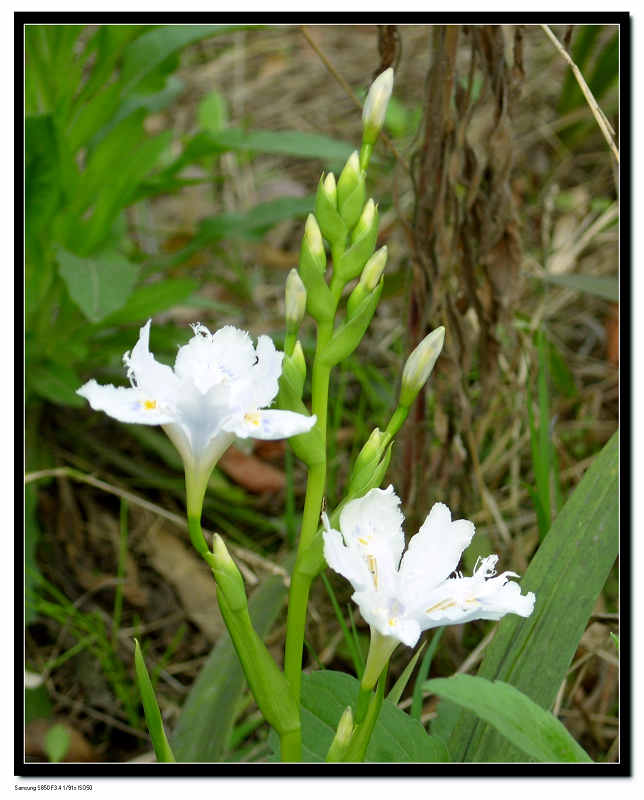  p data-id="gnwl72jctq">竹花,即多年生 a ta