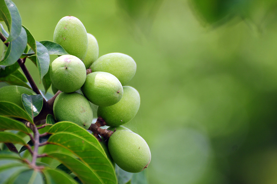  p>橄榄(学名: i>canarium album /i> (lour.) raeusch.