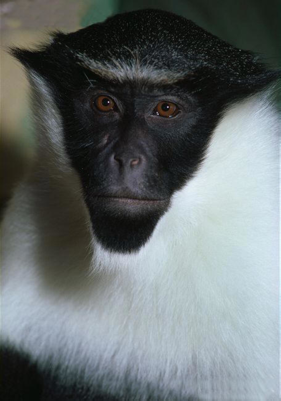 ">狄安娜长尾猴(学名: i>cercopithecus diana /i>):是一种树栖长毛猴