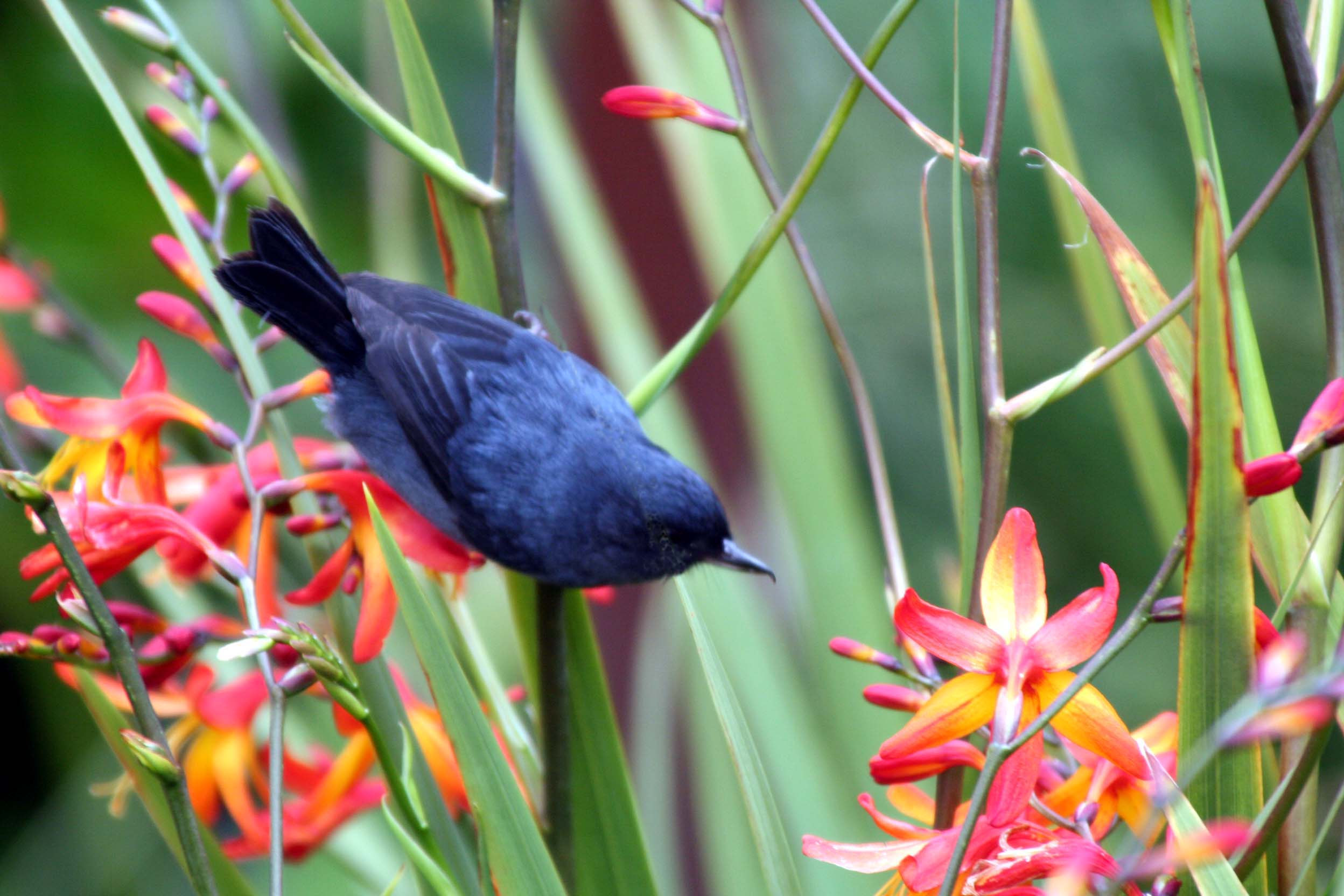 具有独特的黑色的上颌骨和黄色的下颌,组成的上翘鸟喙.