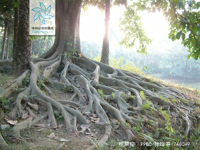  p>枕果榕(学名: i>ficus drupacea /i> thunb.