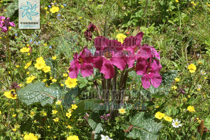  p>藏波罗花为紫葳科矮小宿根草本植物.