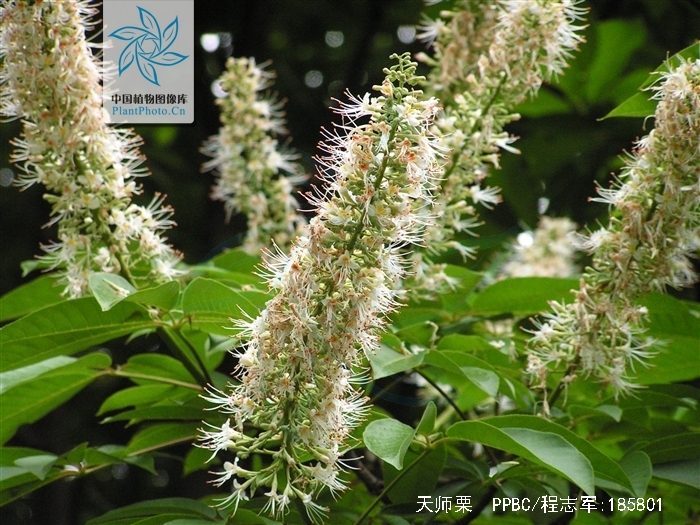 亦称"猴板栗",是 a data-lemmaid="6744213">无患子目 /a>, a href