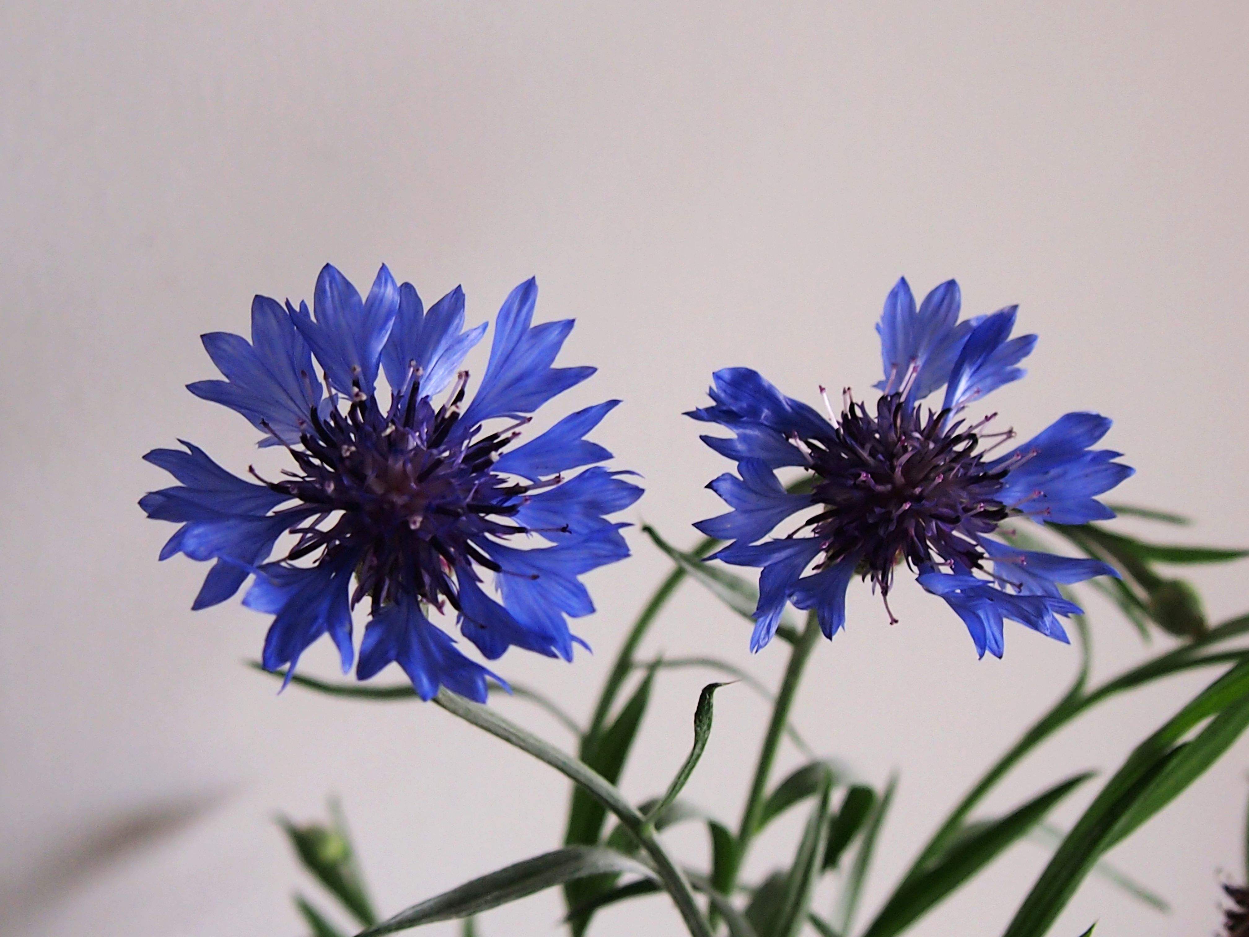  p>矢车菊(拉丁学名:centaurea cyanus l.