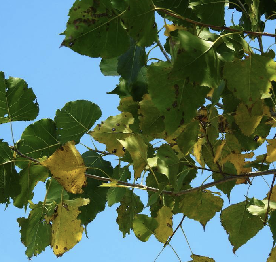  p>加杨(学名: i>populus × canadensis  /i>moench)是杨柳科杨属