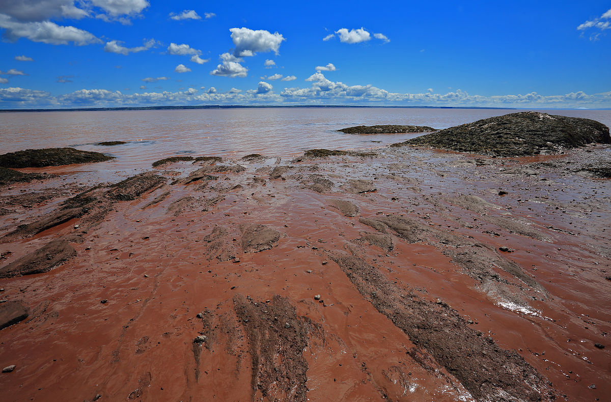 在 a target="_blank" href="/item/淤泥质海岸/4736672" data-lemma