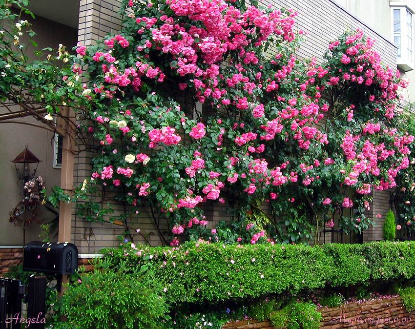  p data-id="gnfhpy2uv8">多特蒙德月季属灌木科,花深红色,花心白色