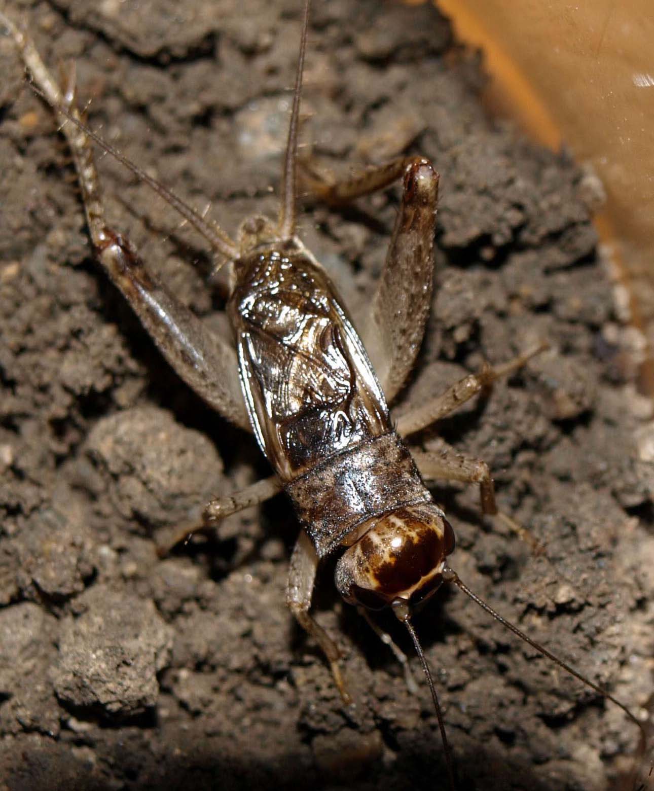  p>蟋蟀(xī shuài)(gryllulus;gryllus) a target="_blank" href="